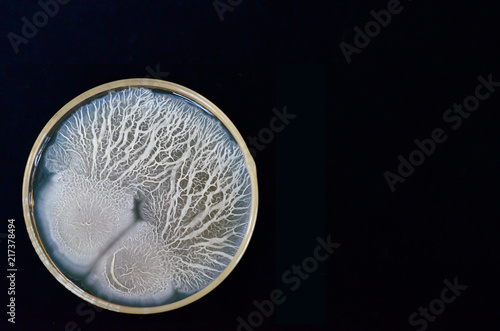 Beautiful bacterial colonies of Bacillus sp growing on agar plate photo
