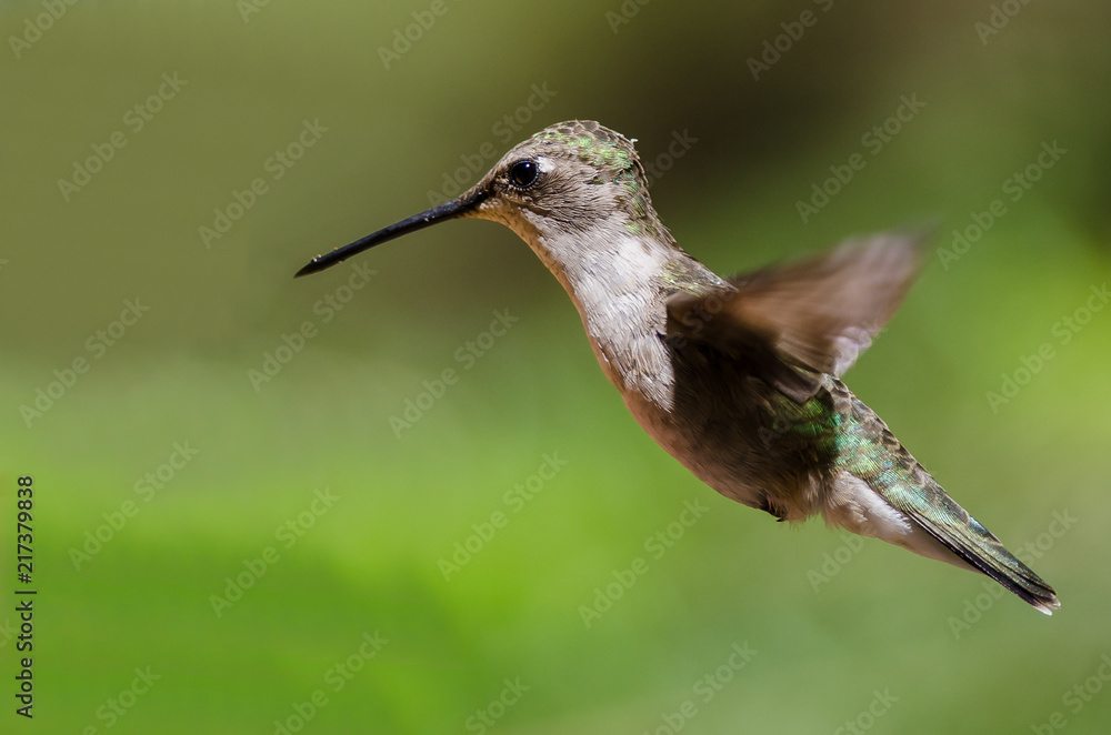 Black-Chinned Hummingbird Hovering in Flight Deep in the Forest Black-Chinned Hummingbird Hovering in Flight Deep in the Forest