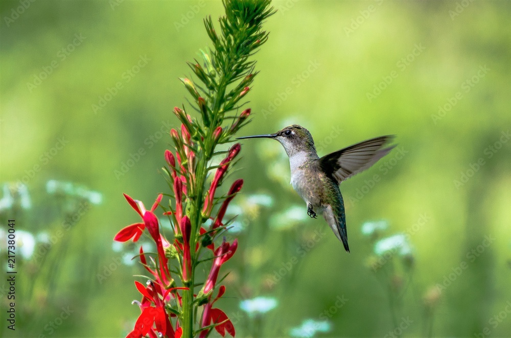 Fototapeta premium Ruby Throated Hummingbird and Cardinal Flower