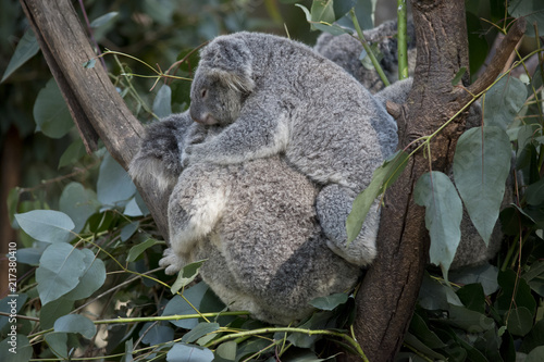Fototapeta Naklejka Na Ścianę i Meble -  koala and her joey