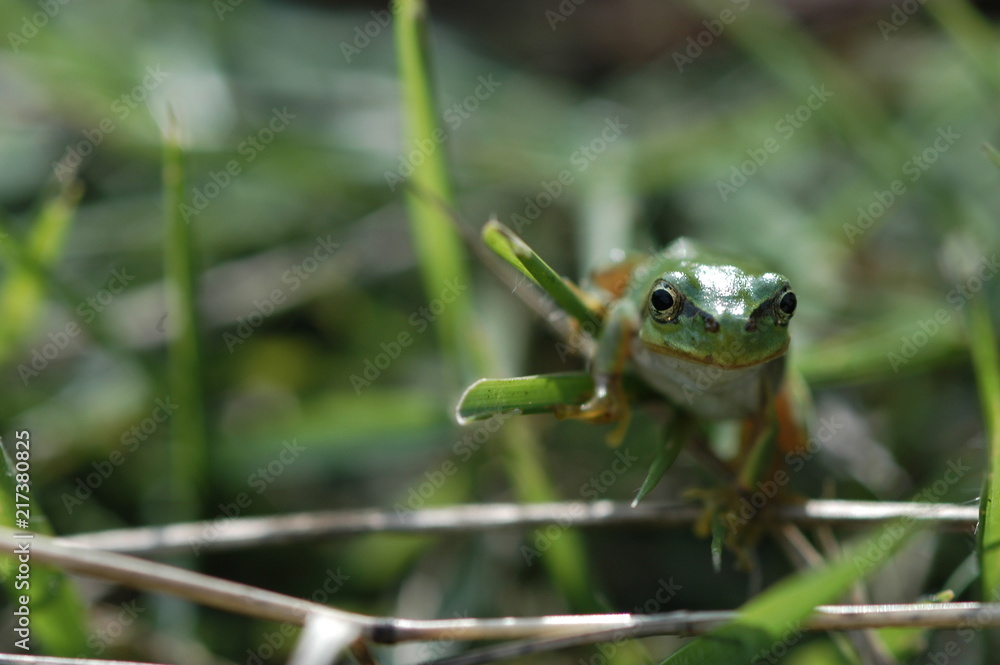 Fototapeta premium ニホンアマガエル
