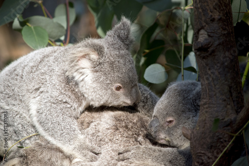 koala joeys cuddling