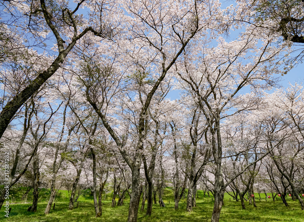 桜 安芸ダム 桜 安芸ダム