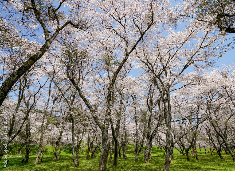 桜　安芸ダム