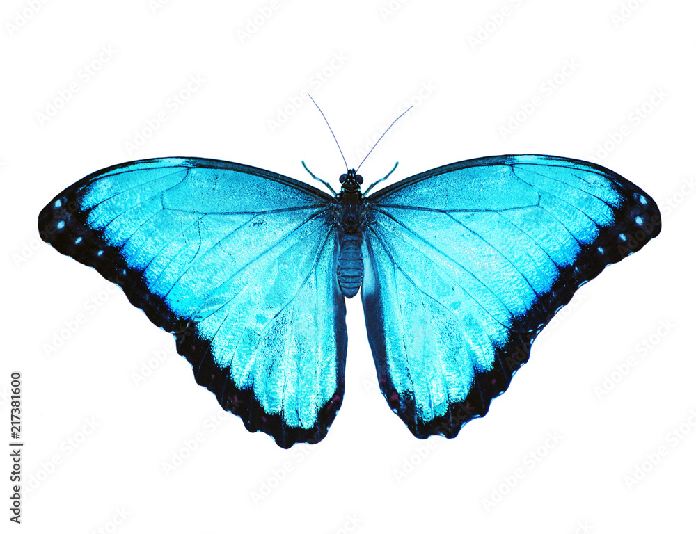 Fototapeta premium Bright opalescent blue morpho butterfly, Morpho peleides, is isolated on white background with wings open. Blue color is enhanced to make it even bluer.