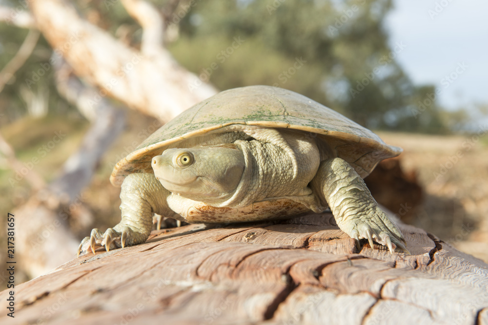 Fototapeta premium cooper creek turtles marine animals south australia