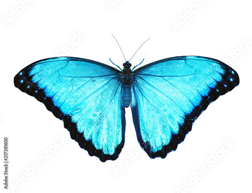 Bright opalescent blue morpho butterfly, Morpho peleides, is isolated on white background with wings open. Blue color is enhanced to make it even bluer. © Iuliia