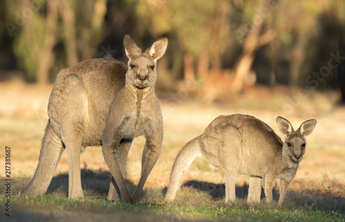 Western grey kangaroos in outback Queensland, Australia.