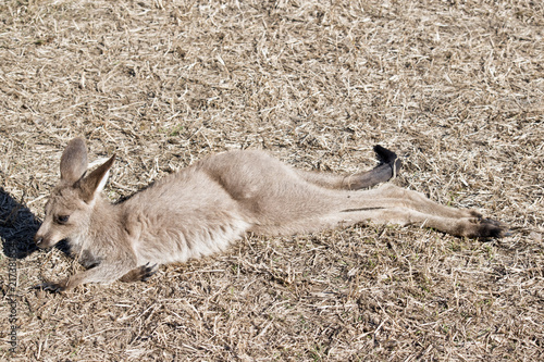 eastern grey joey kangaroo photo