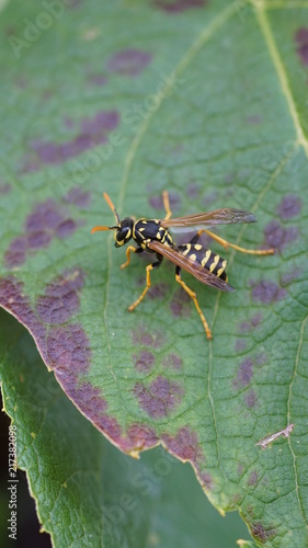 Wespe auf grün braunem Blatt