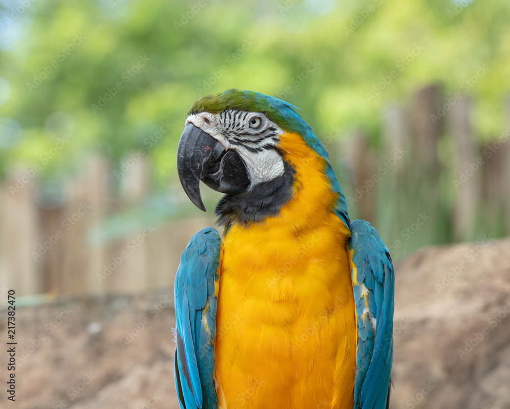 blue and gold macaw poses for a side profile picture