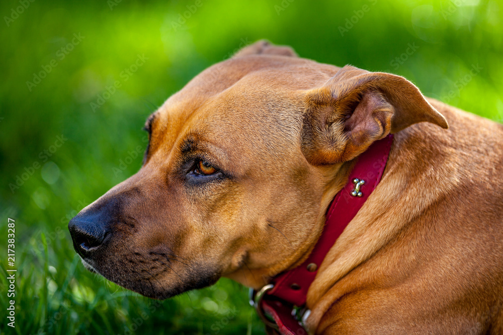 Dog portrait in grass