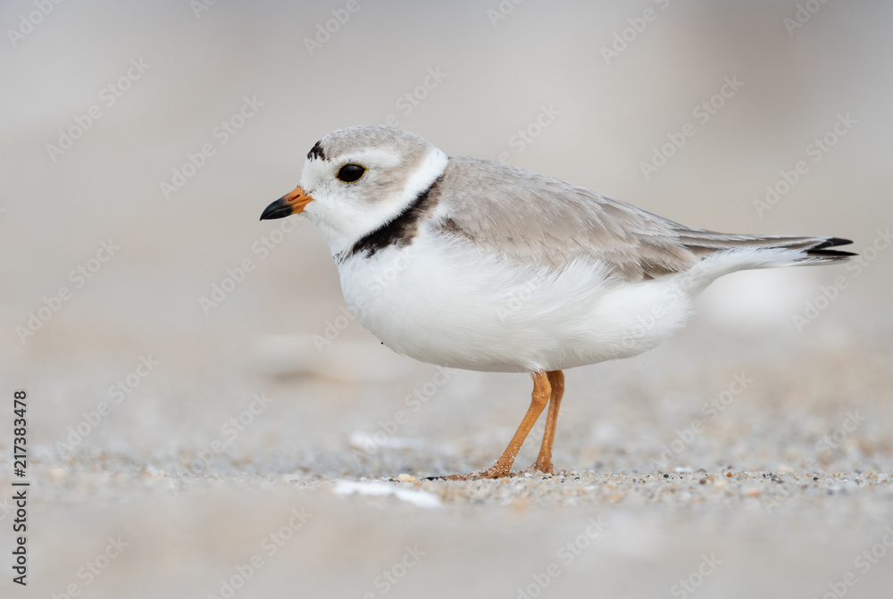 Fototapeta premium Piping Plover 