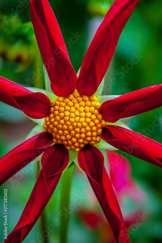 Fototapeta Naklejka Na Ścianę i Meble -  Red dahlia