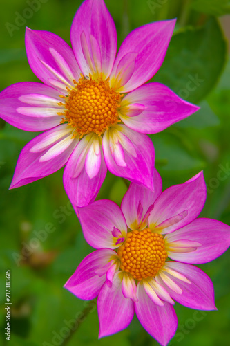 pink dhalias