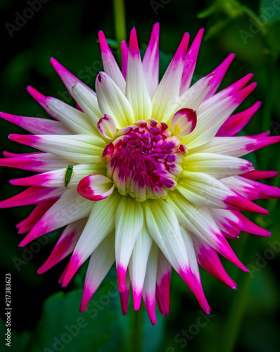 Fototapeta Naklejka Na Ścianę i Meble -  Dahlia and Leaf Hopper