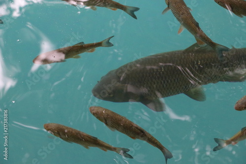 Fish swimming in the  plitvice lake in Croatia