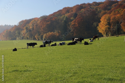 holstein frisian cows in the field