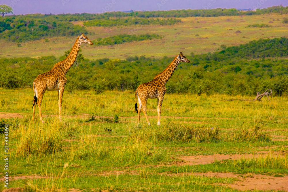 Naklejka premium Beautiful shots of giraffes in Africa