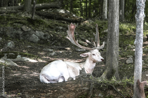 Albino Deer