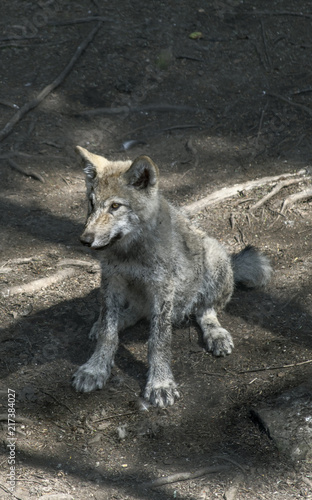 Grey Wolf Puppy