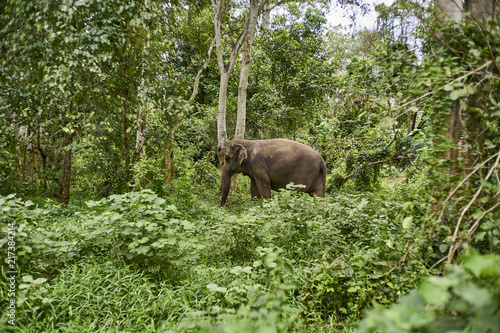 Elephant Wildlife scene in nature habitat