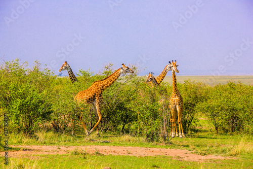 Photography Beautiful shots of giraffes in Africa