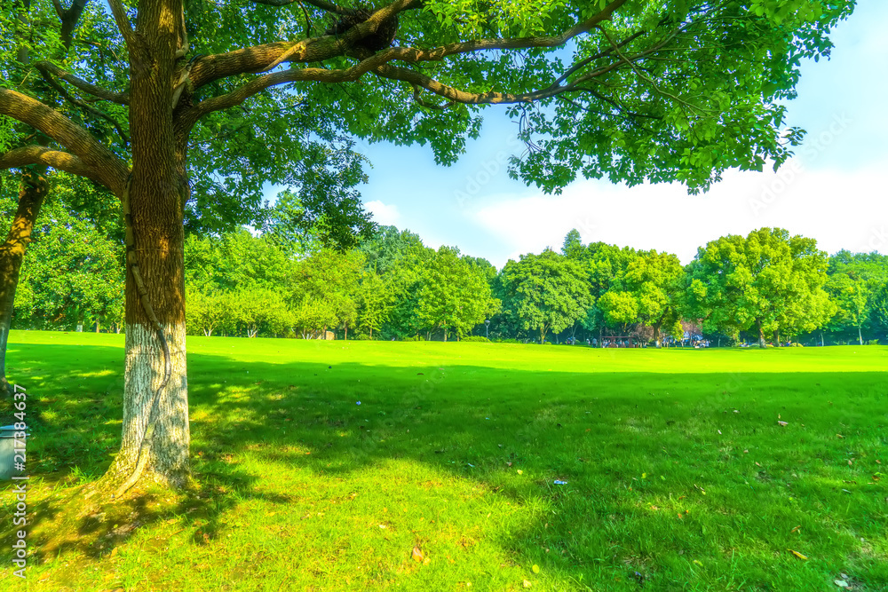 Obraz premium Grass and green woods in the park