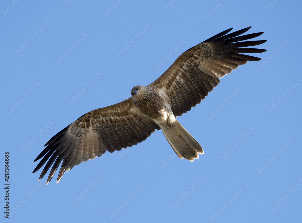 black winged kite in flight in western Queensland, Australia. black winged kite in flight in western Queensland, Australia.