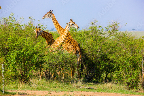 Beautiful shots of giraffes in Africa