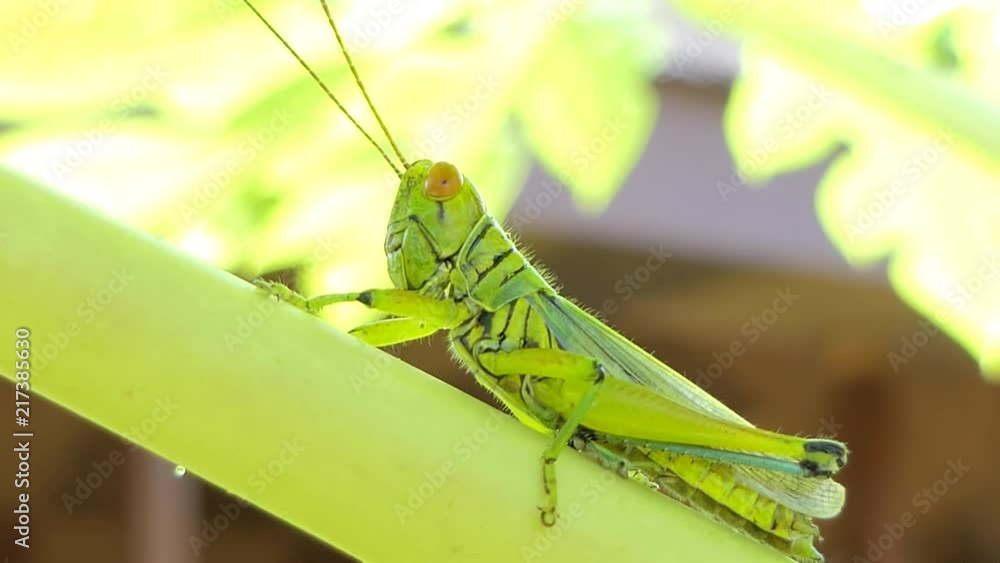 Green Grasshopper (Cyrthacantacris tatarica) on branch in tropical rain forest. Green Grasshopper (Cyrthacantacris tatarica) on branch in tropical rain forest.