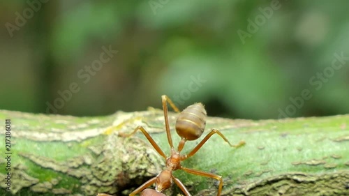 Red ant (Oecophylla smaragdina Fabricius) on branch in tropical rain forest. 