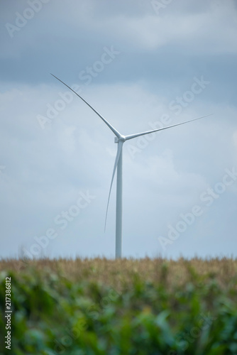 wind turbine with corn field foreground for power generating
