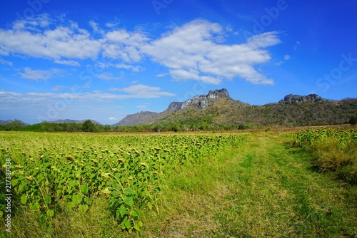 Dried sunflowers field with blue sky  cloud and mountain at Khao Jeen Lae  Lopburi Province in Thailand  space for your text  Many tourists visit here