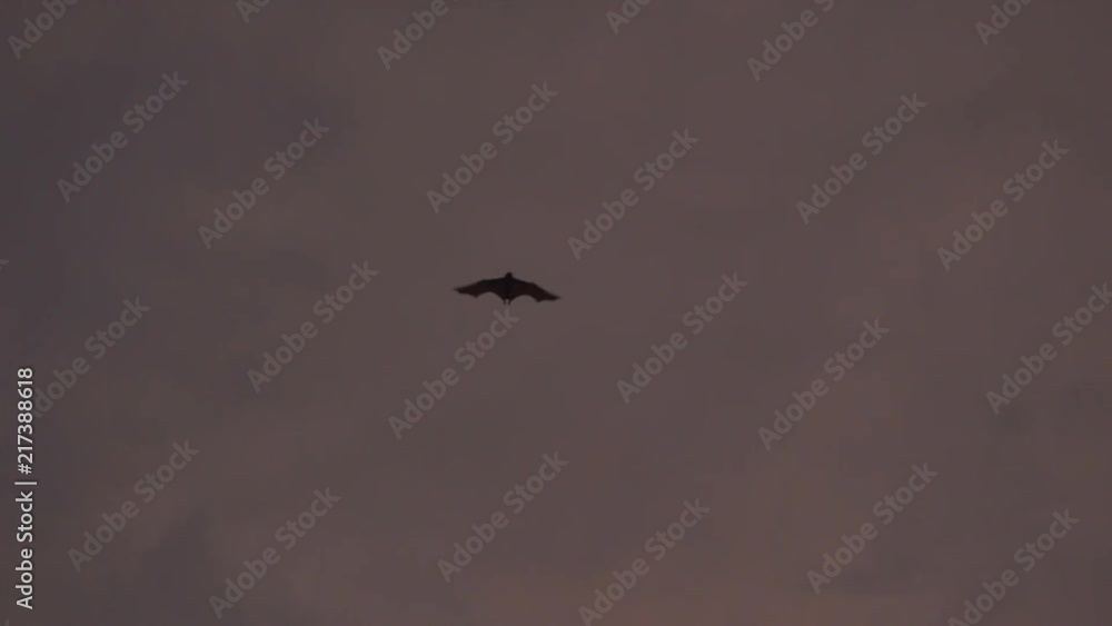 bat is flying in front of palm tree during sunset bat is flying in front of palm tree during sunset