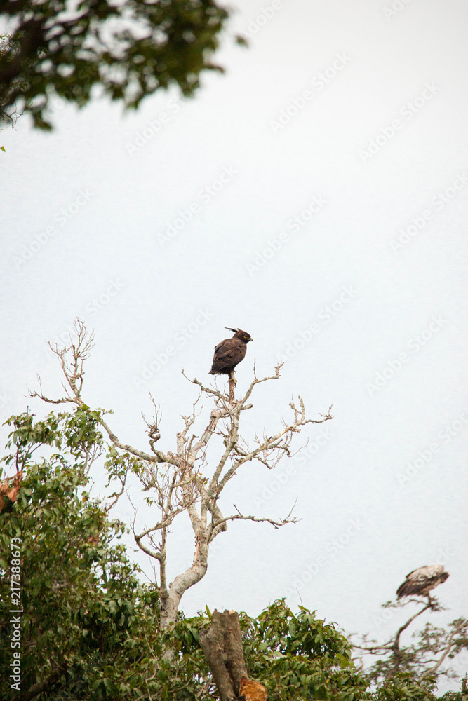 A very fierce looking hawk in Africa A very fierce looking hawk in Africa