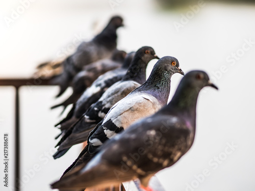 Pigeon perched on a rail at the pool garden.