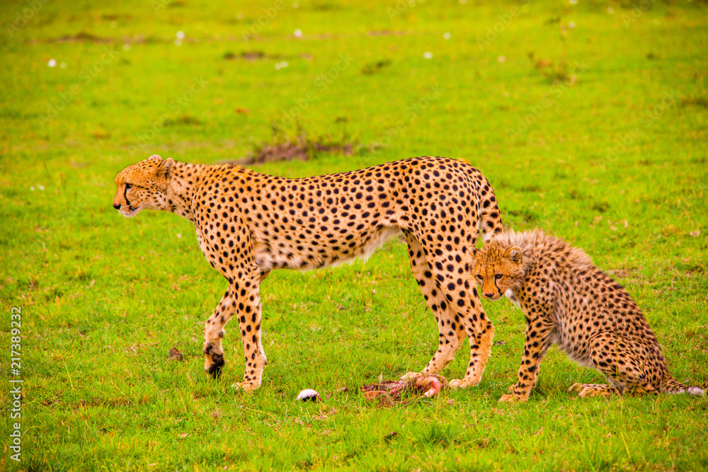Obraz premium Portrait shots of cheetahs and cubs playing and lounging in Africa