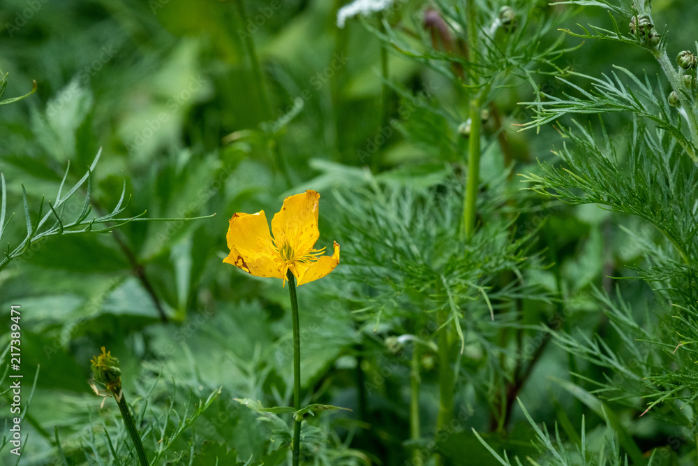 Obraz premium 千畳敷カール キバナノコマノツメ
