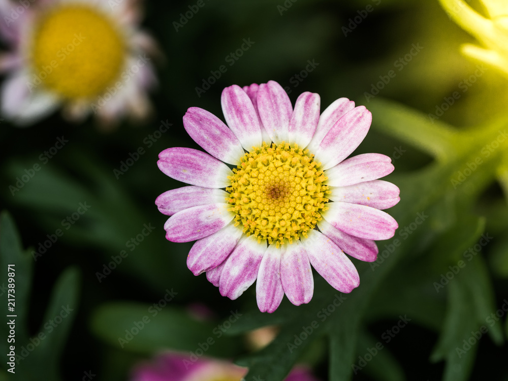 Beautiful flower in the garden with flare. Beautiful flower in the garden with flare.