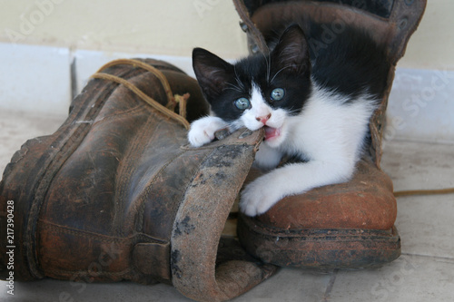 Kitten half out a boot chewing on a second boot while staring at the camera.