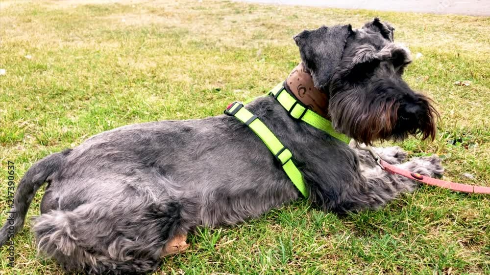 A miniature schnauzer cooling down in the shadows on a hot summer day A miniature schnauzer cooling down in the shadows on a hot summer day