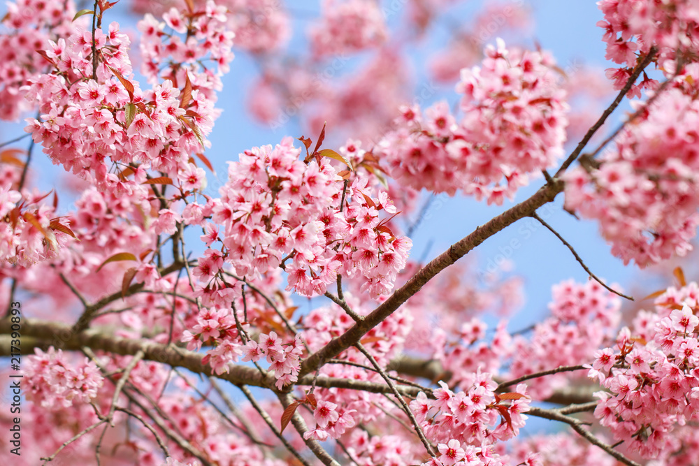 Wild Himalayan Cherry Blossoms in spring season (Prunus cerasoides), Sakura in Thailand, selective focus, Phu Lom Lo, Loei, Thailand. Wild Himalayan Cherry Blossoms in spring season (Prunus cerasoides), Sakura in Thailand, selective focus, Phu Lom Lo, Loei, Thailand.