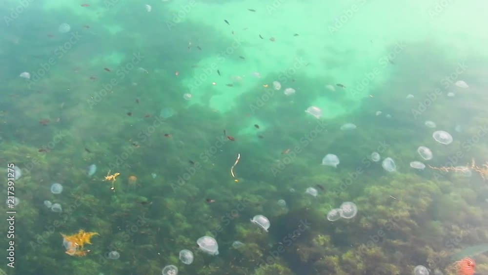 Jellyfish swim among garbage, plastic bags and other fish as it's hard
