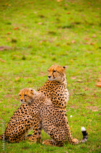 Photography Portrait shots of cheetahs and cubs playing and resting in Africa grass