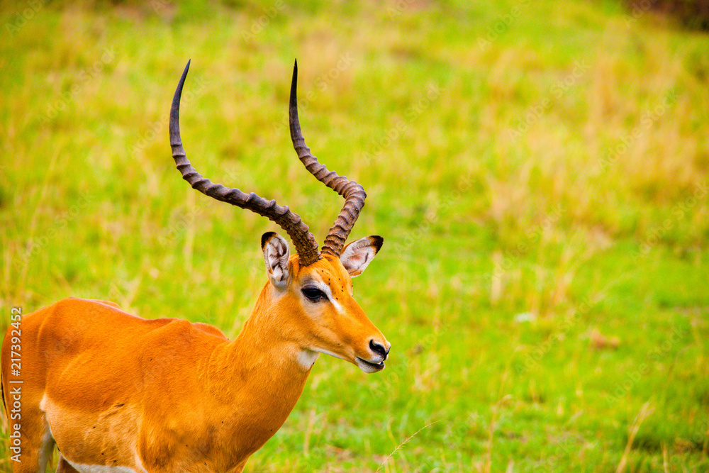 Portrait shots of antelope, wildebeest, kudu, impala, gazelle, hartebeest in Africa Portrait shots of antelope, wildebeest, kudu, impala, gazelle, hartebeest in Africa
