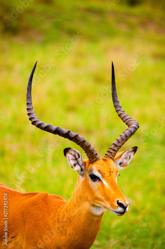 Portrait shots of antelope, wildebeest, kudu, impala, gazelle, hartebeest in Africa