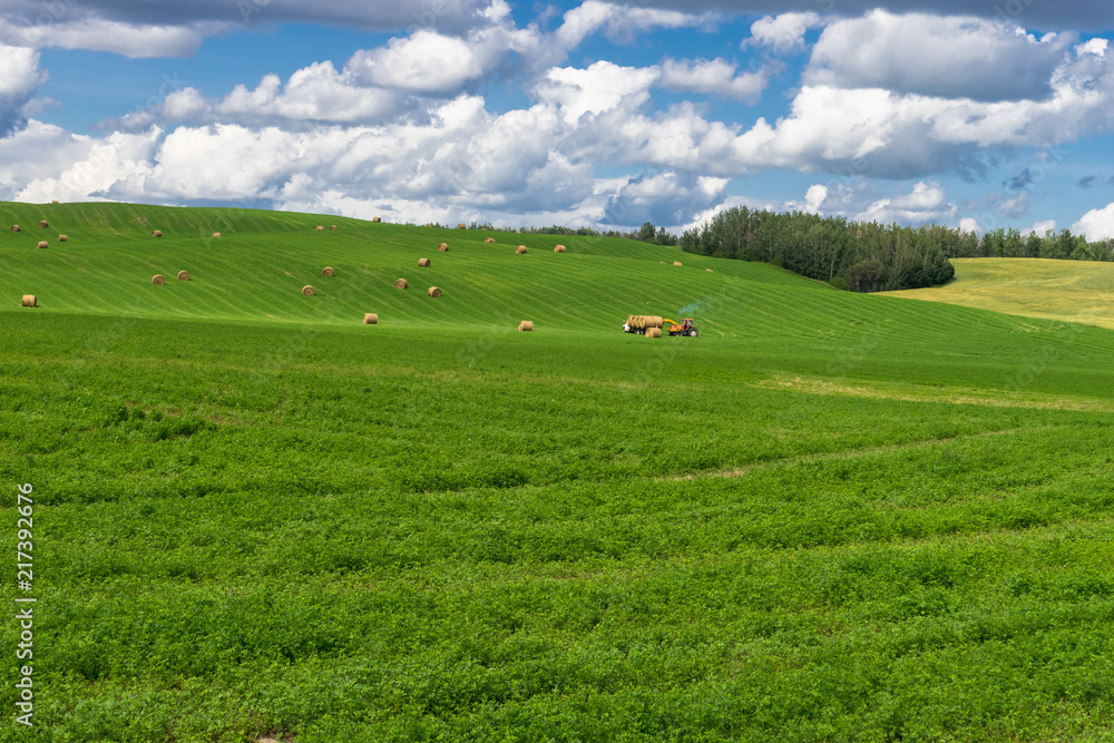 Alfalfa field with hay bales