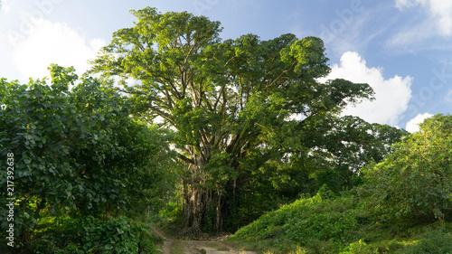 Majestic banyan tree in Pentecost countryside, Vanuatu