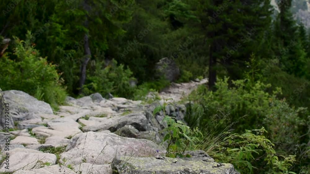 An Empty Hiking Trail Cutting Through a Forest in the Slovakia High Tatras An Empty Hiking Trail Cutting Through a Forest in the Slovakia High Tatras